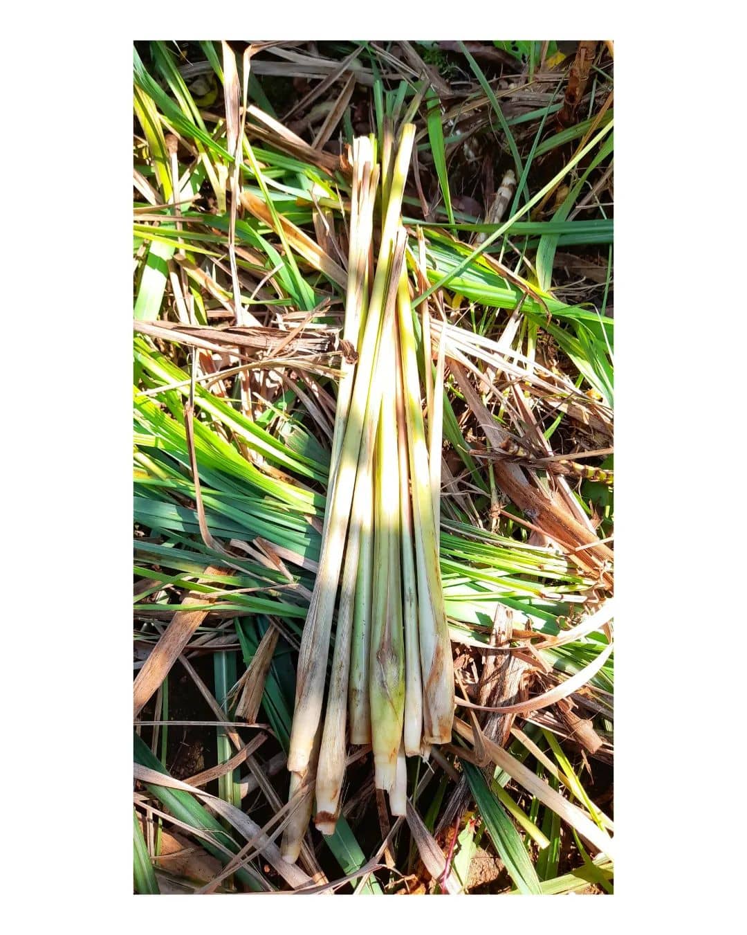 Citronella oil | Cymbopogon Nardus | Cosmetic Ingredients Guide