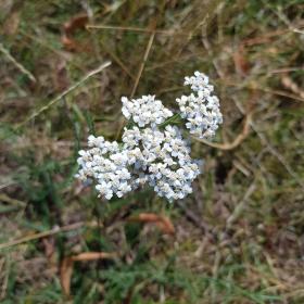 Yarrow