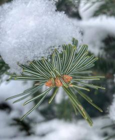 Siberian Fir