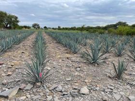 Blue Agave