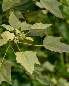 kukui tree