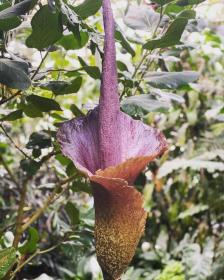 Amorphophallus Konjac