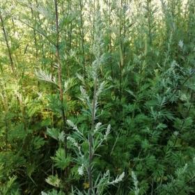 Artemisia Vulgaris