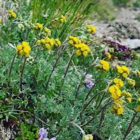 Artemisia umbelliformis
