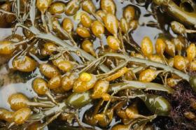 Ascophyllum Nodosum