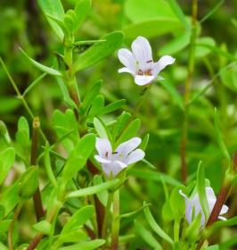 Waterhyssop