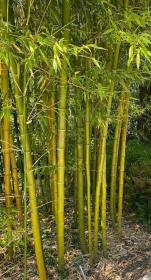 Bamboo
