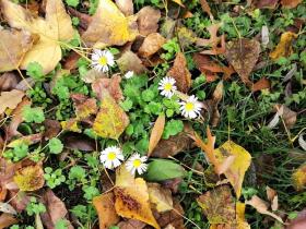 Daisy flowers