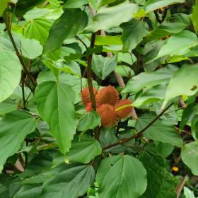 Urucum tree