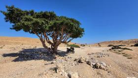 Boswellia Serrata