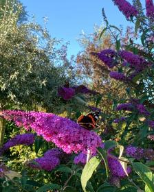 Buddleja Davidii