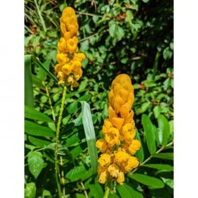 Cassia Alata (candle tree)