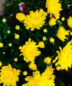Chrysanthellis