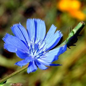 Cichorium Intybus
