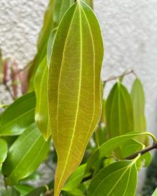 Cinnamomum Cassia Leafs