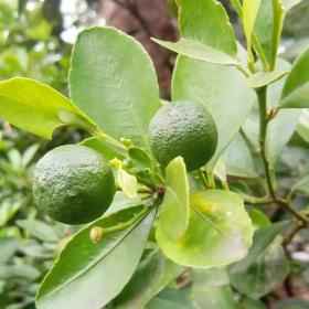 Lime tree