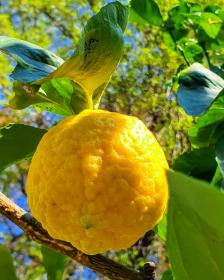 Citrus Medica Limonum