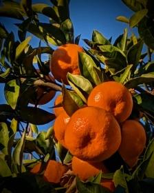 Japanese mandarin (Satsuma)
