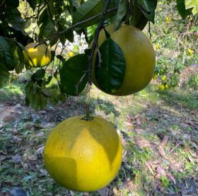 Pomelo fruit