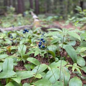 Clintonia Borealis
