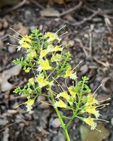 Collinsonia Canadensis