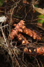 Turmeric