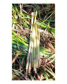Cymbopogon Nardus