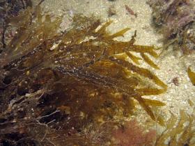 Dictyopteris Membranacea