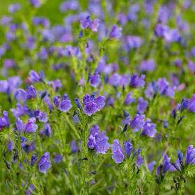 Dwarf Bedder