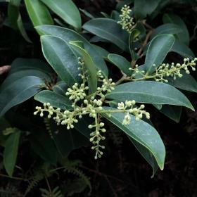 Embelia leaves
