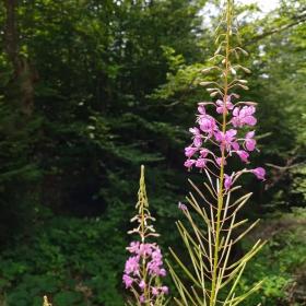 Epilobium Angustifolium