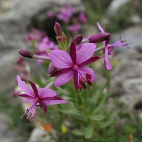 Alpine willowherb