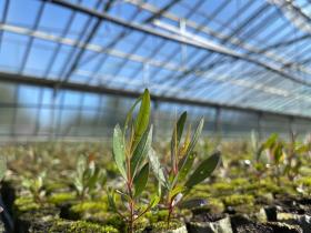 Eucalyptus Polybractea