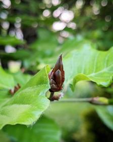 Fagus sylvatica Bud