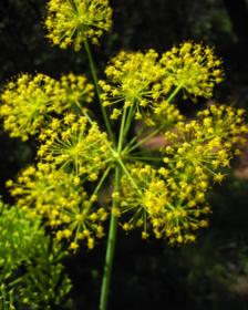 Foeniculum vulgare