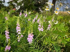 Goat's Rue