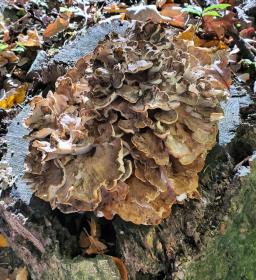 Maitake