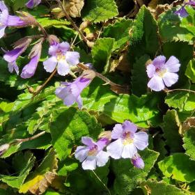 Haberlea Rhodopensis