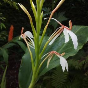 Hedychium Spicatum
