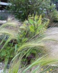 Golden Barley