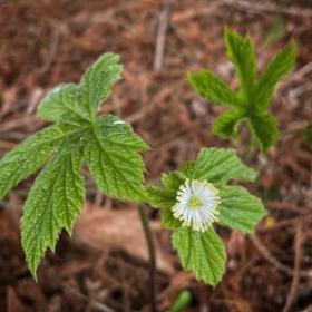 Hydrastis canadensis
