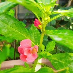 Impatiens Balsamina