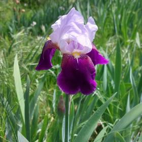Iris Florentina