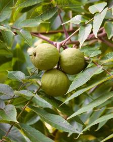 Black walnut