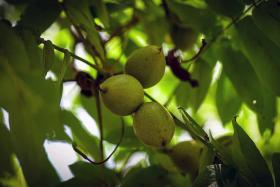Juglans Mandshurica