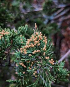 Cedarwood
