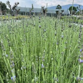 Lavandula Angustifolia