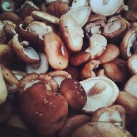Lentinus Edodes
