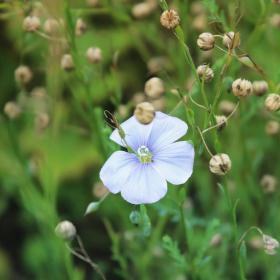 Linum Usitatissimum