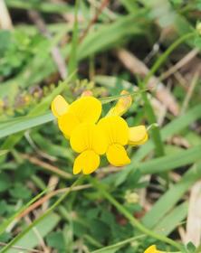 Lotus Japonicus